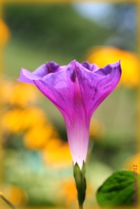 Photo by Shulamit H. Adler