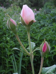 Photo by Barb Bailiff